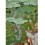 33.5"x23.75" " Naropa Buddhist Thangka Painting